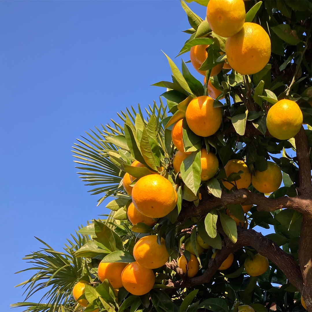 Mikan (Japanese mandarin oranges) changed my life WAZA Tokyo Blog