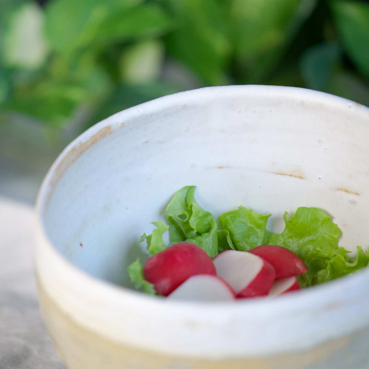 Green leaf and red radish salad in the bowl.