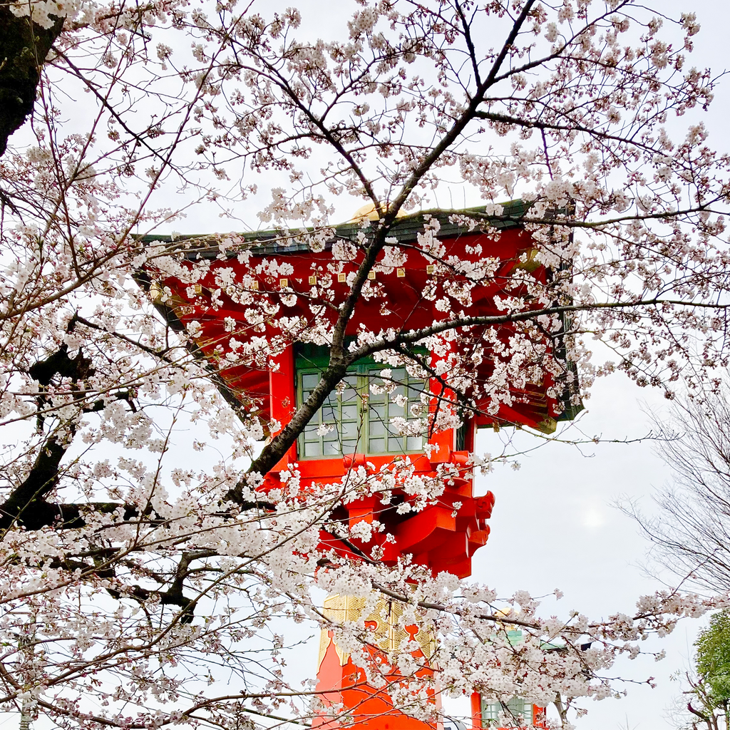 Sakura, cherry blossoms, and the red lantern at a shrine. Beautiful Japanese spring scenary.