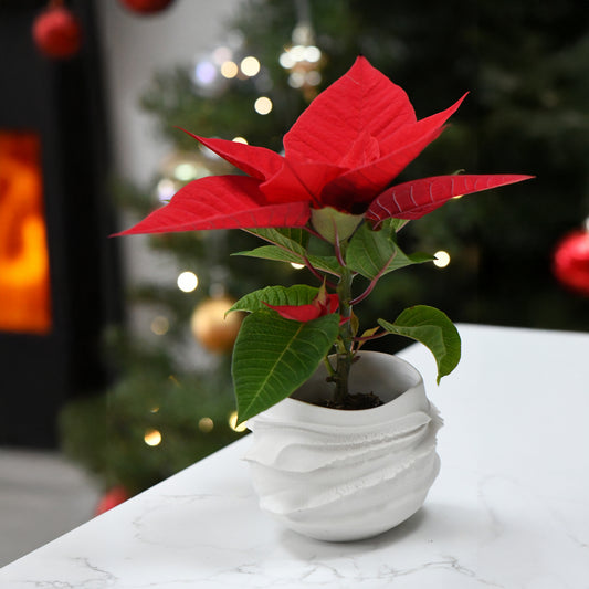Hakuji Cachepot by Asato Ikeda – White Ceramic Planter