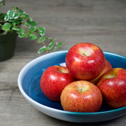 Seto Blue Pasta Bowl